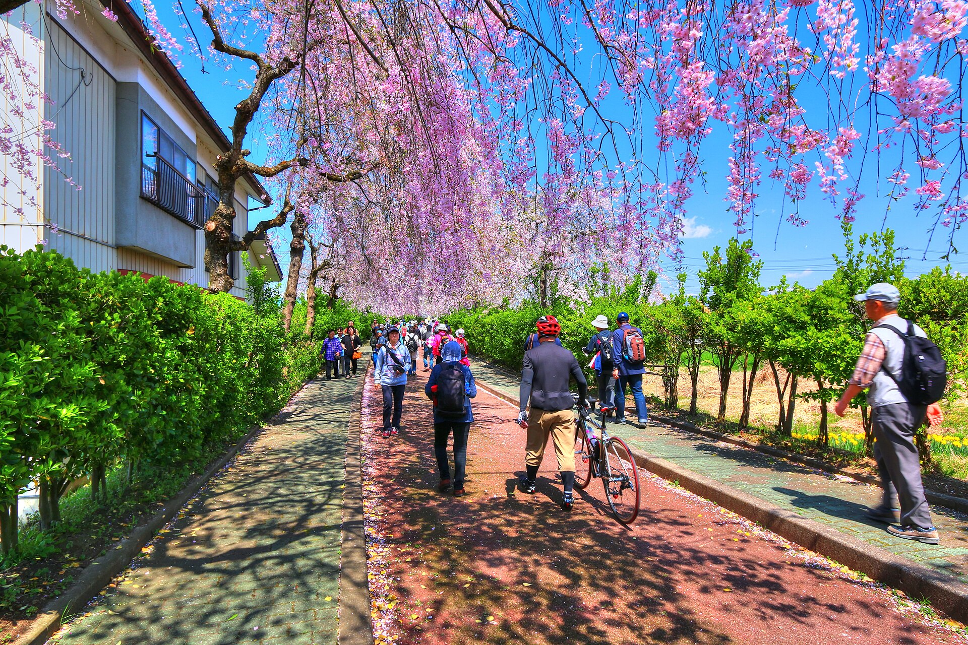 歩道の上に長く枝を垂らす日中線のしだれ桜
