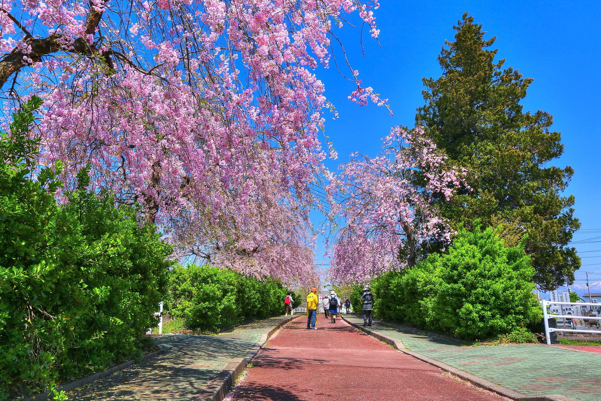 しだれ桜の下を歩く旅行者