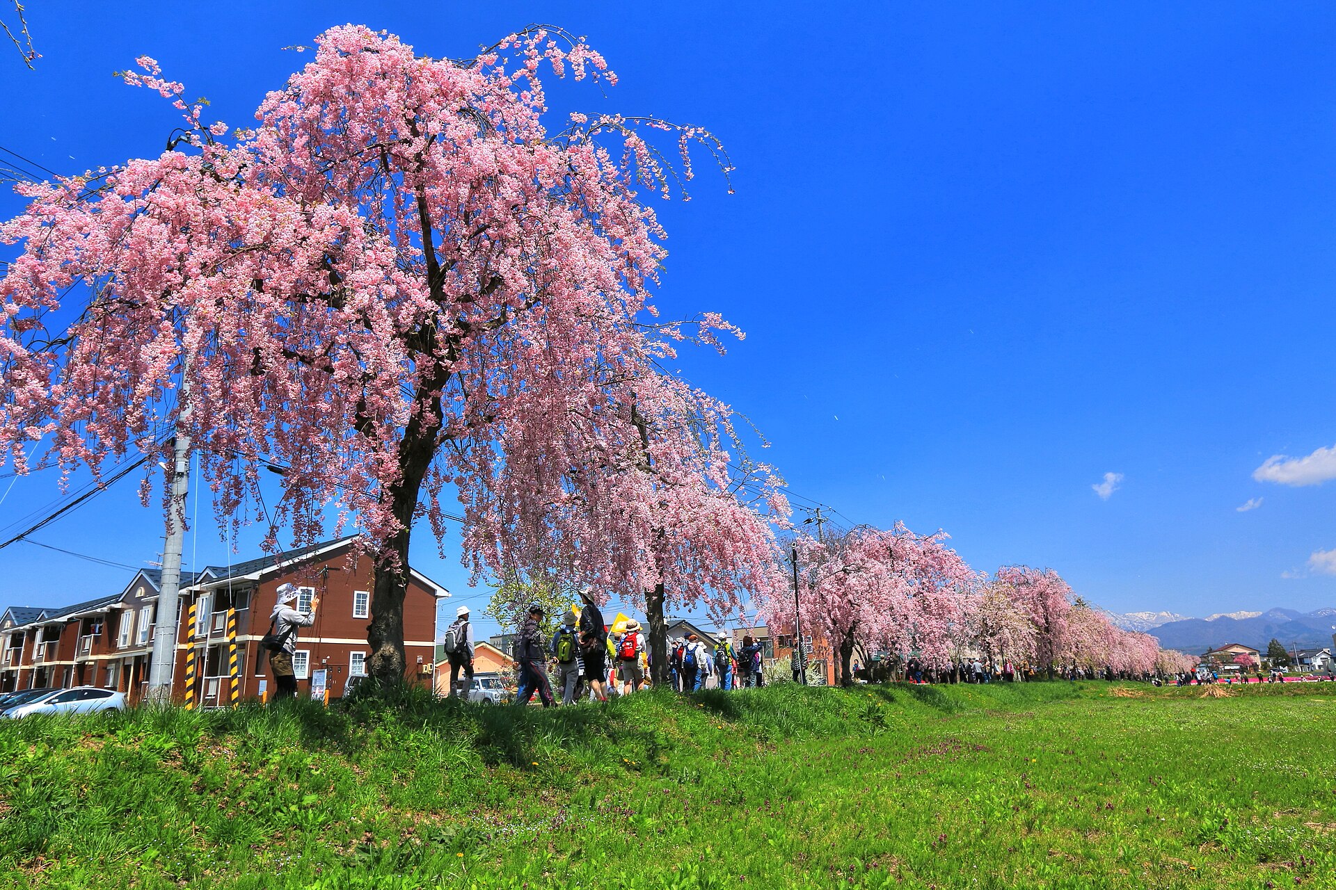 青空の下に長く続く日中線のしだれ桜並木
