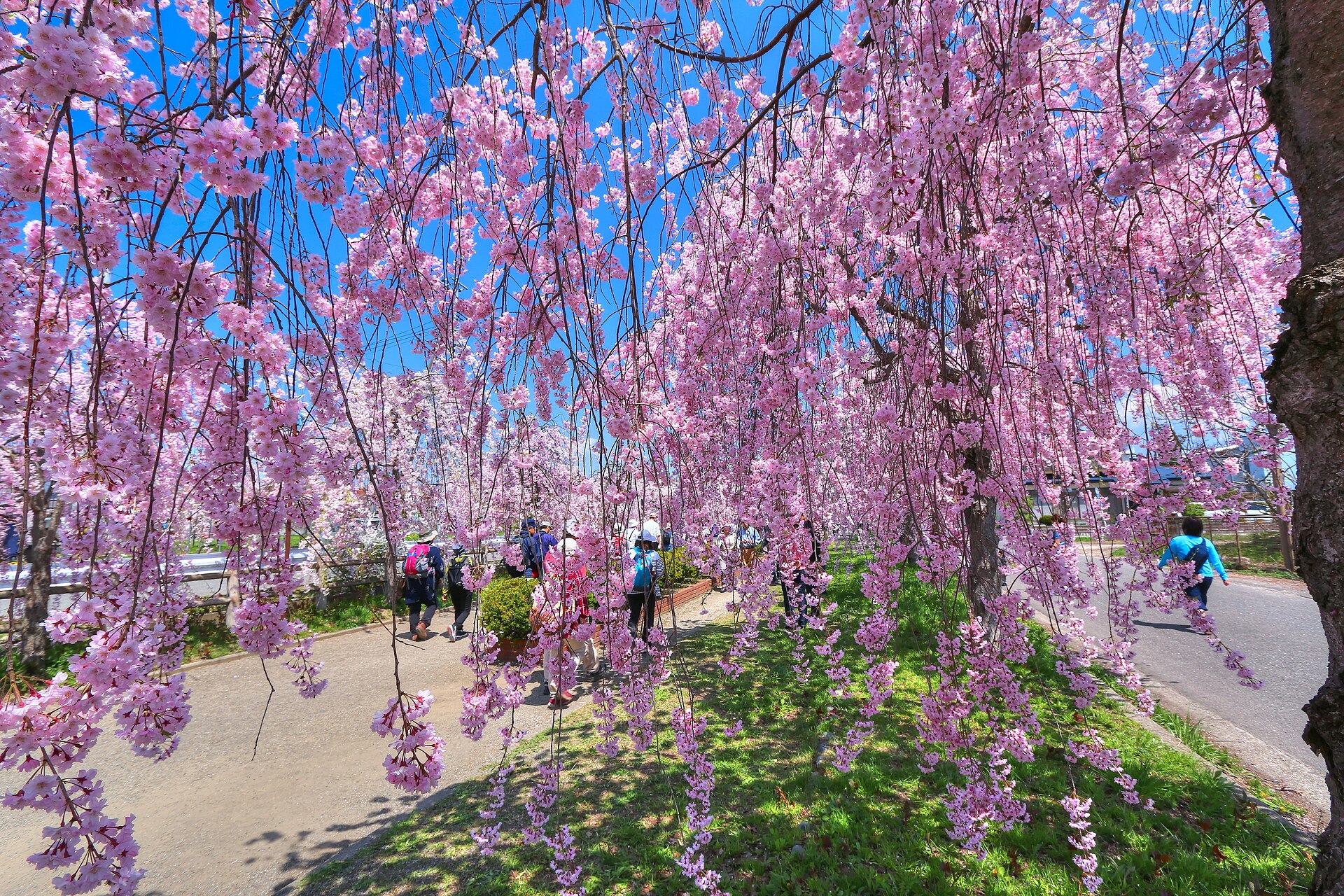 日中線記念自転車歩行者道を包む満開のしだれ桜